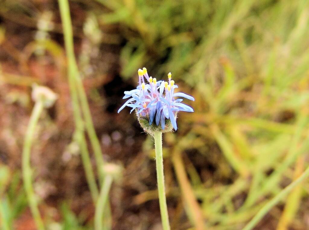 Blue Pincushion (Brunonia australis)