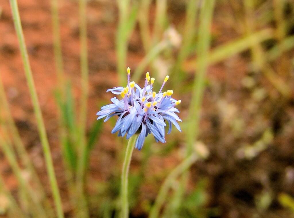 Blue Pincushion (Brunonia australis)