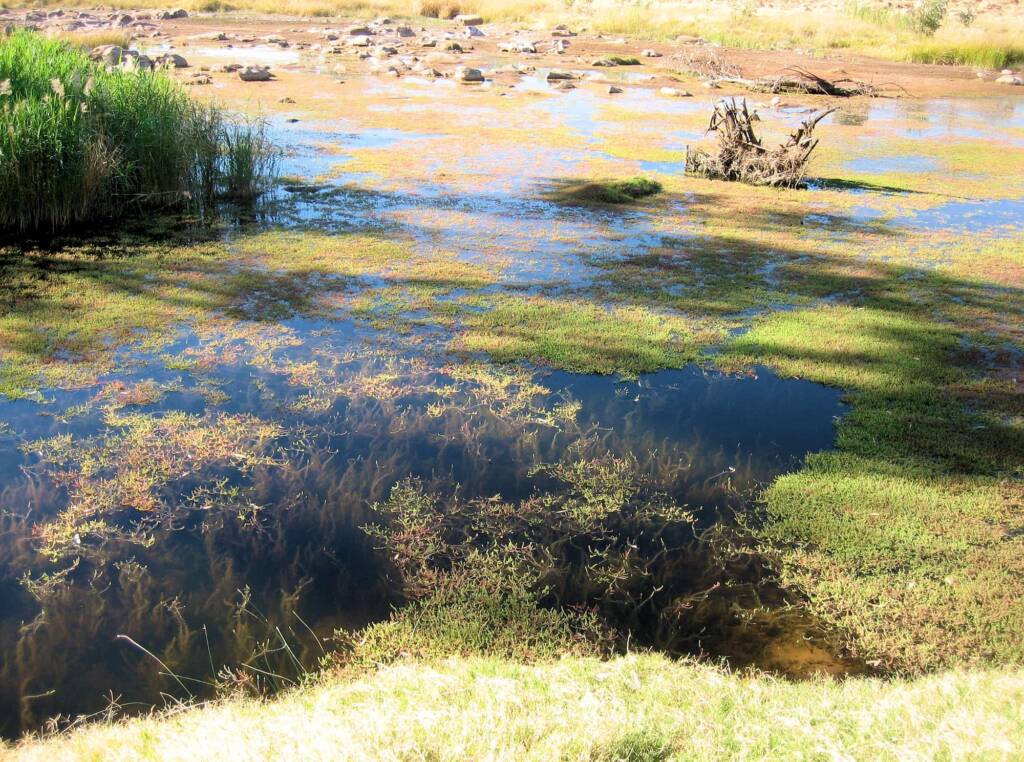 Boggy Hole (Finke Gorge National Park)