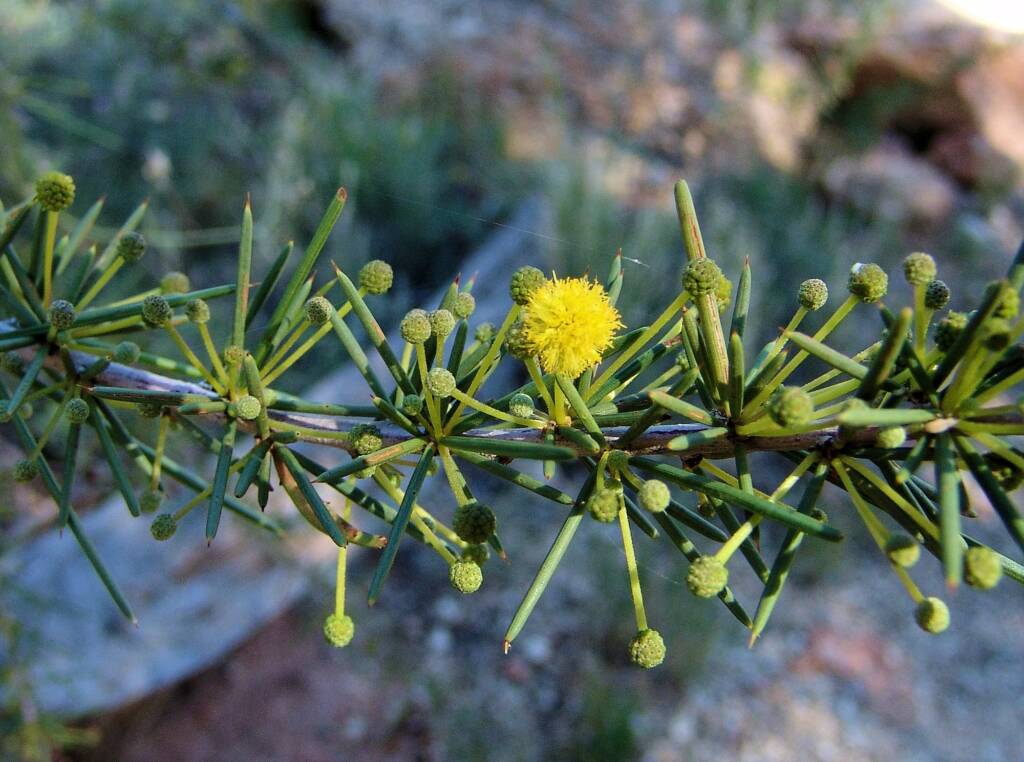 Dead Finish (Acacia tetragonophylla), Alice Springs Desert Park