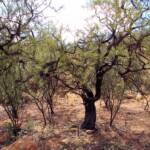 Dead Finish (Acacia tetragonophylla), Olive Pink Botanic Garden