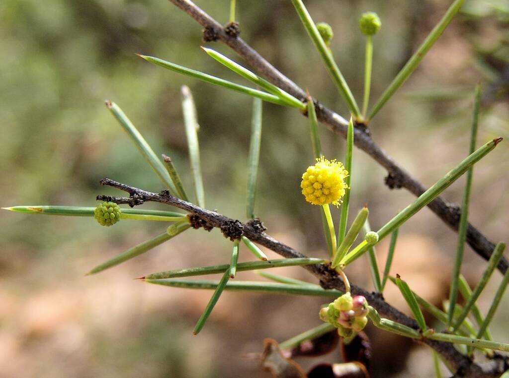 Dead Finish (Acacia tetragonophylla)