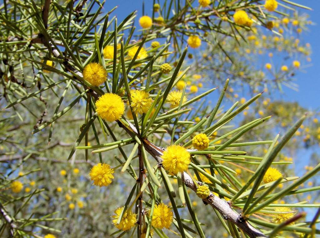 Dead Finish (Acacia tetragonophylla)