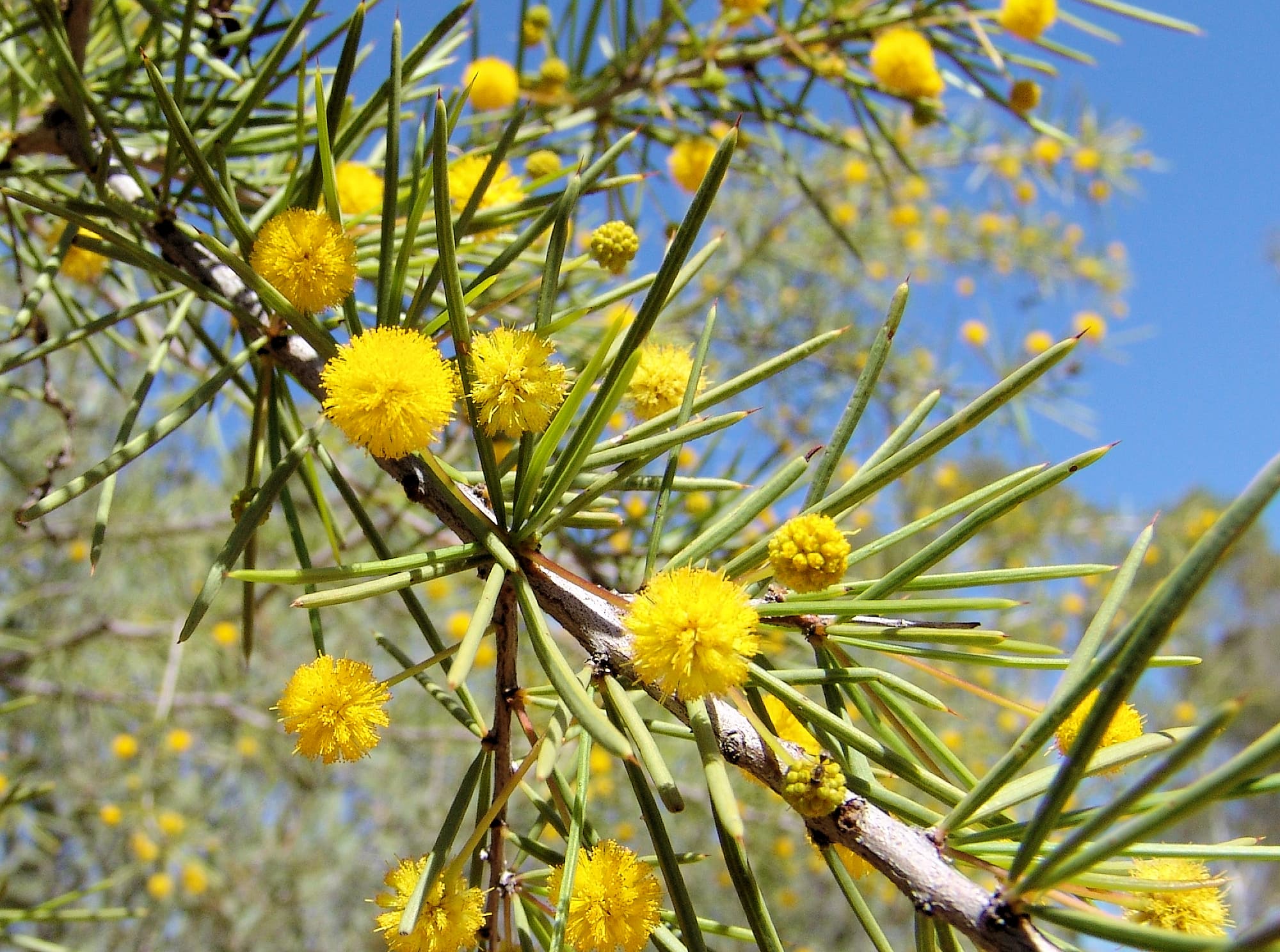 Dead Finish (Acacia tetragonophylla)