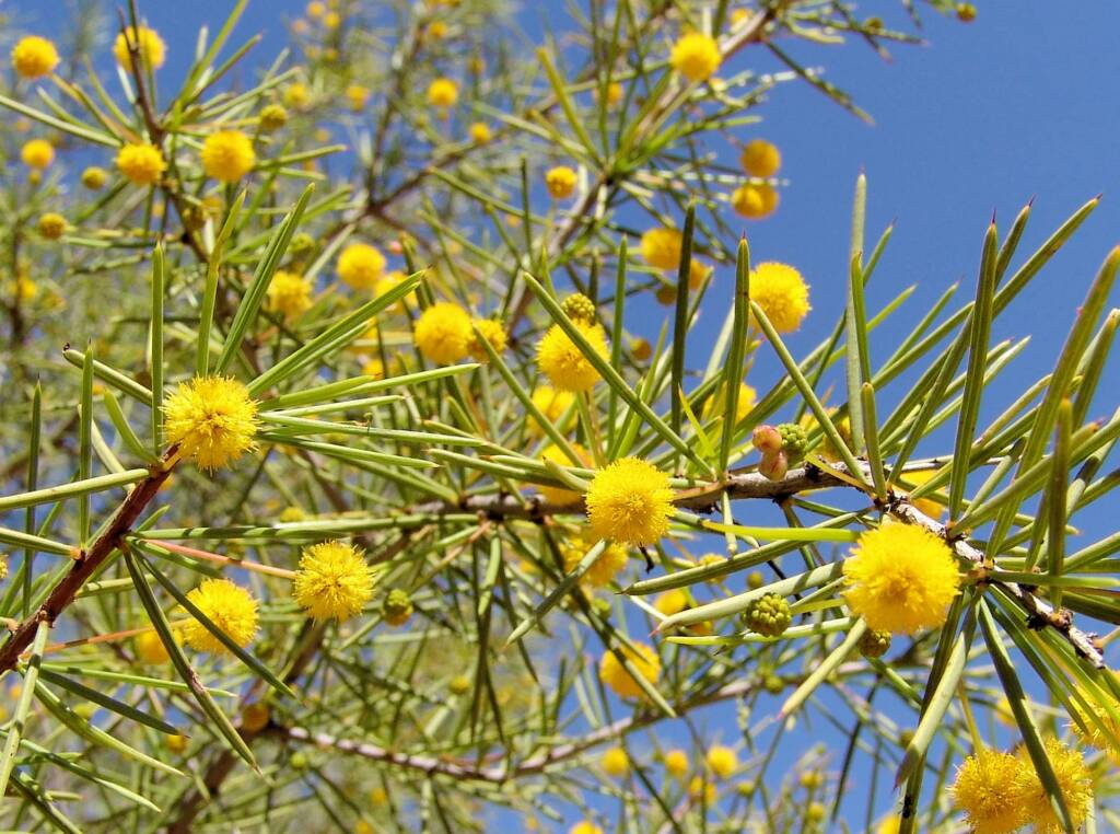 Dead Finish (Acacia tetragonophylla)