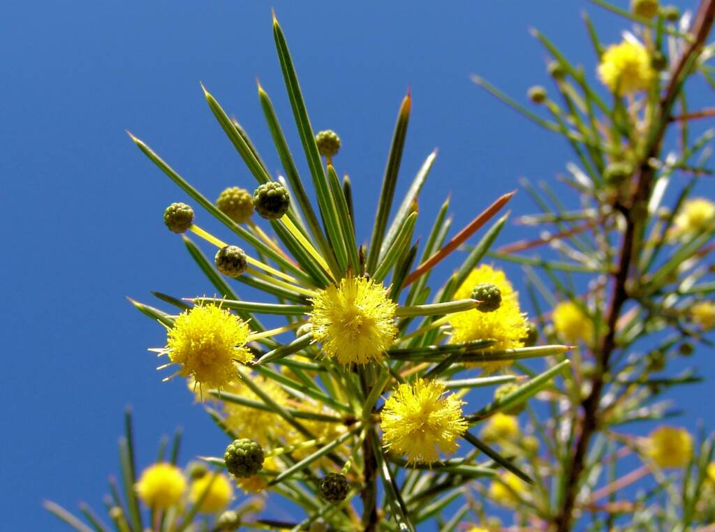 Dead Finish (Acacia tetragonophylla)
