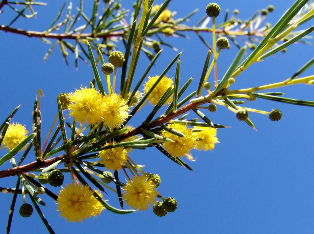 Dead Finish (Acacia tetragonophylla)