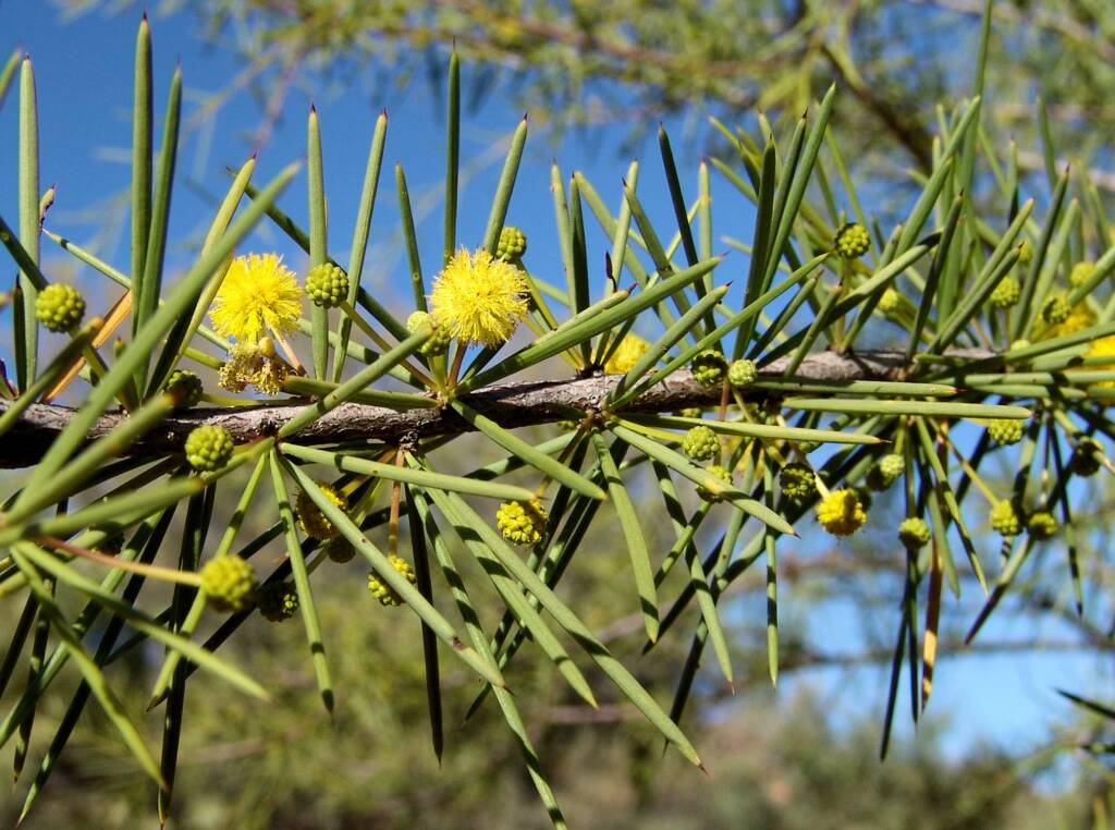 Dead Finish (Acacia tetragonophylla)