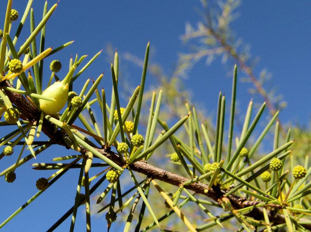 Dead Finish (Acacia tetragonophylla)