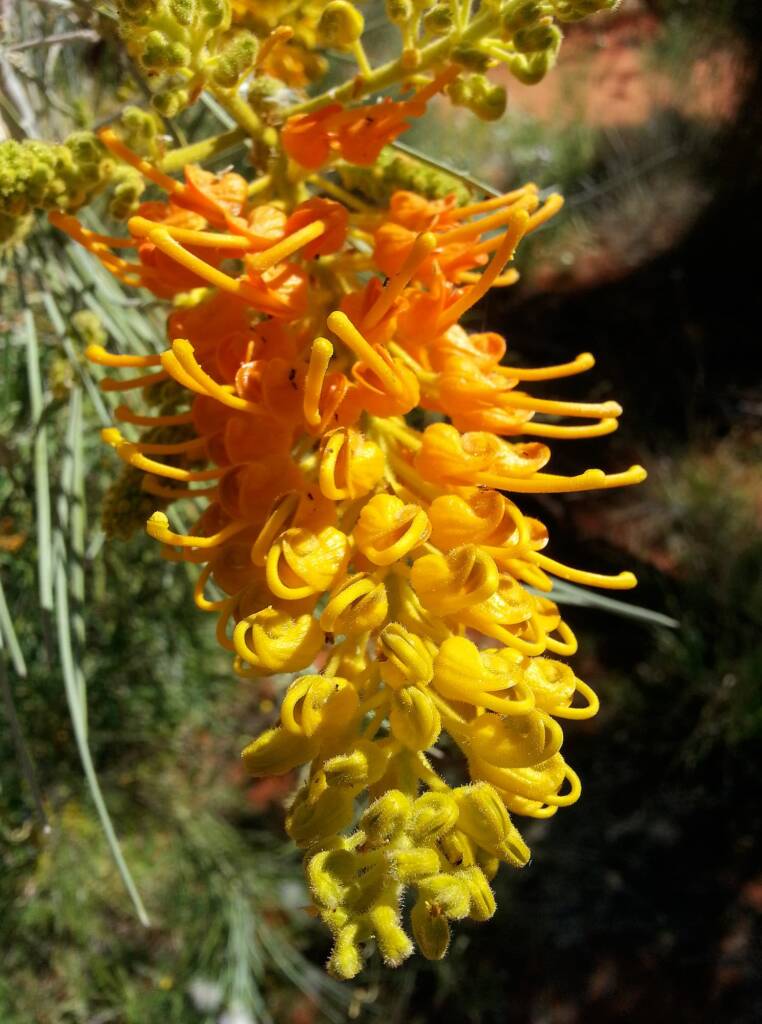 Desert Grevillea (Grevillea juncifolia), Alice Springs Desert Park