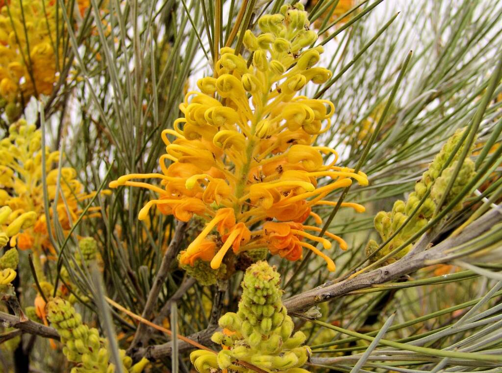 Desert Grevillea (Grevillea juncifolia)