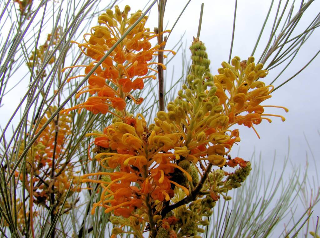 Desert Grevillea (Grevillea juncifolia)