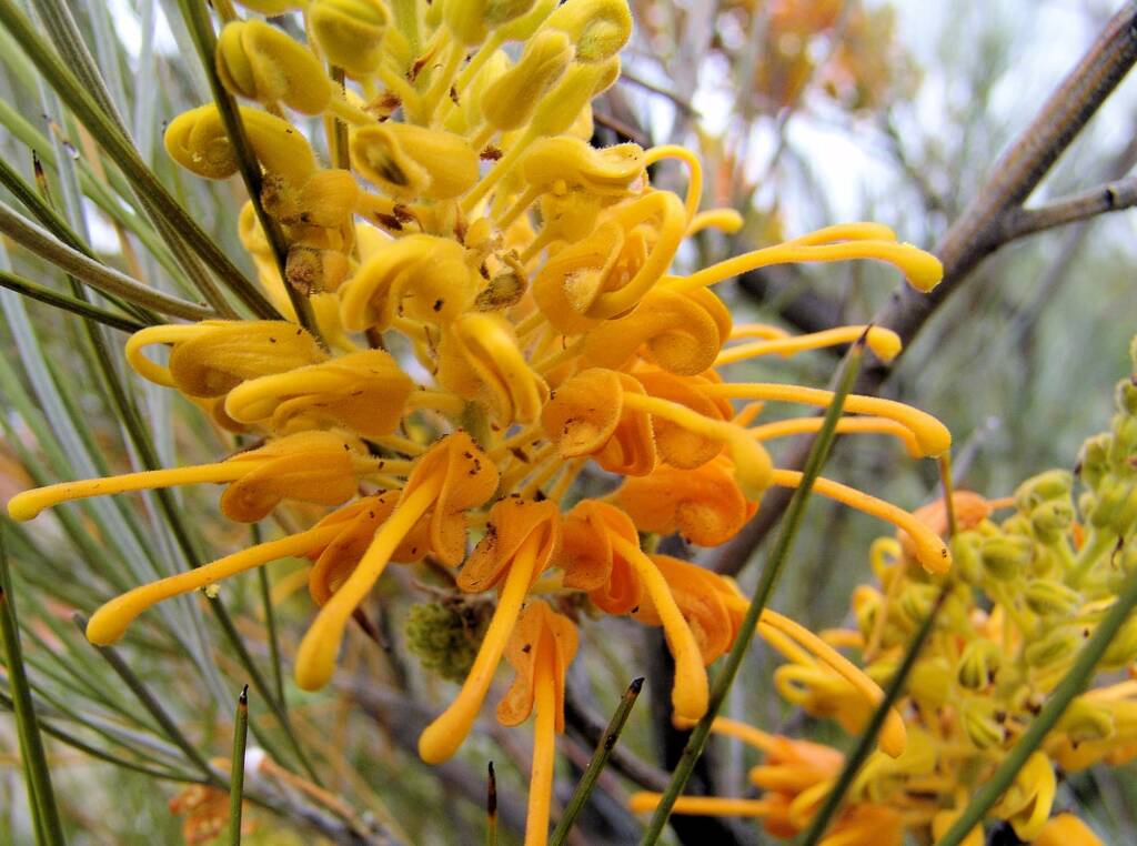 Desert Grevillea (Grevillea juncifolia)