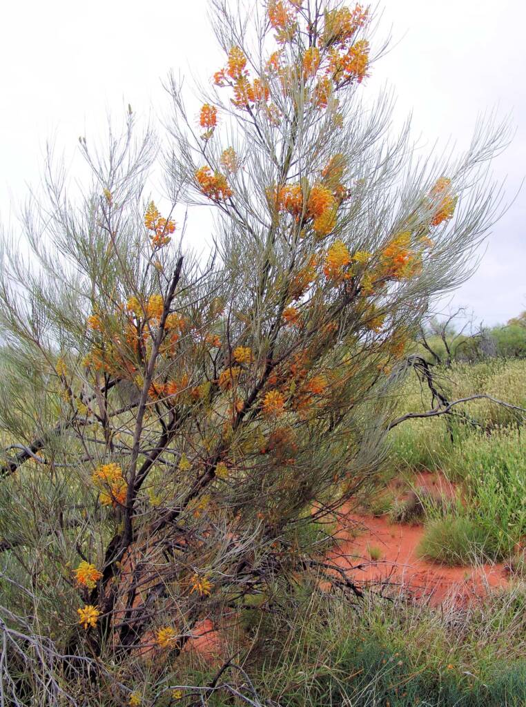 Desert Grevillea (Grevillea juncifolia)