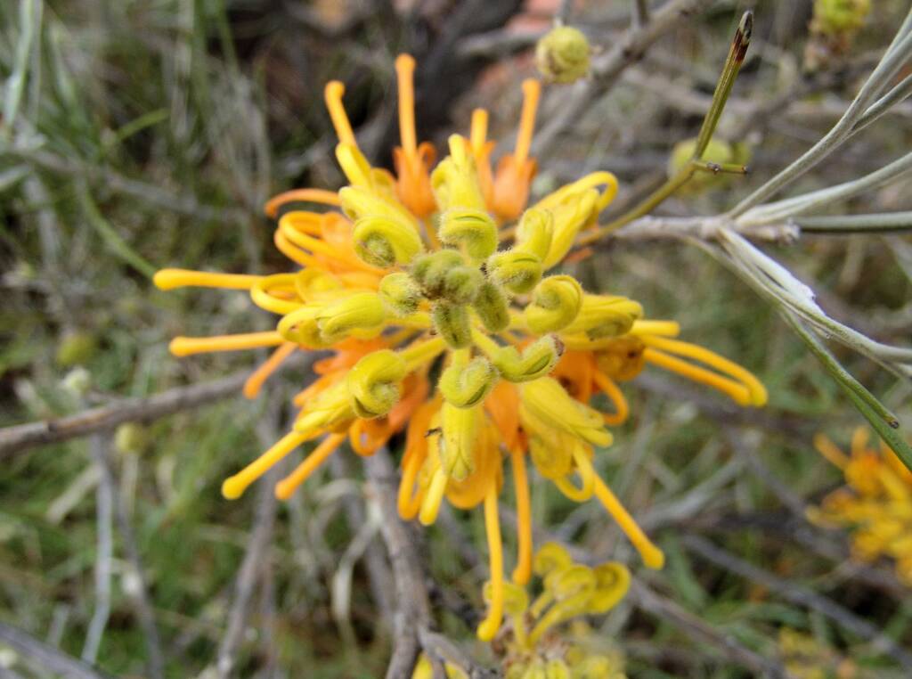 Desert Grevillea (Grevillea juncifolia)