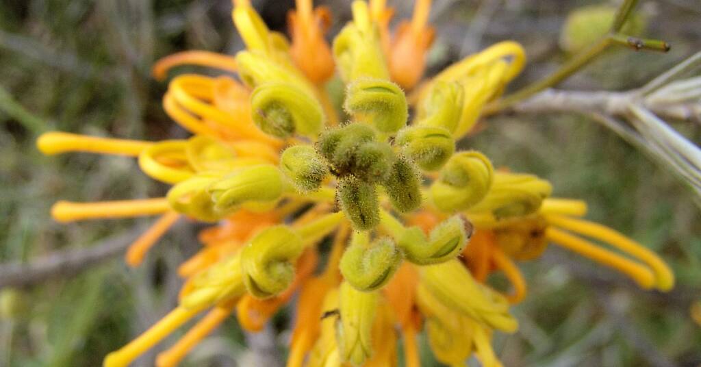 Desert Grevillea (Grevillea juncifolia)