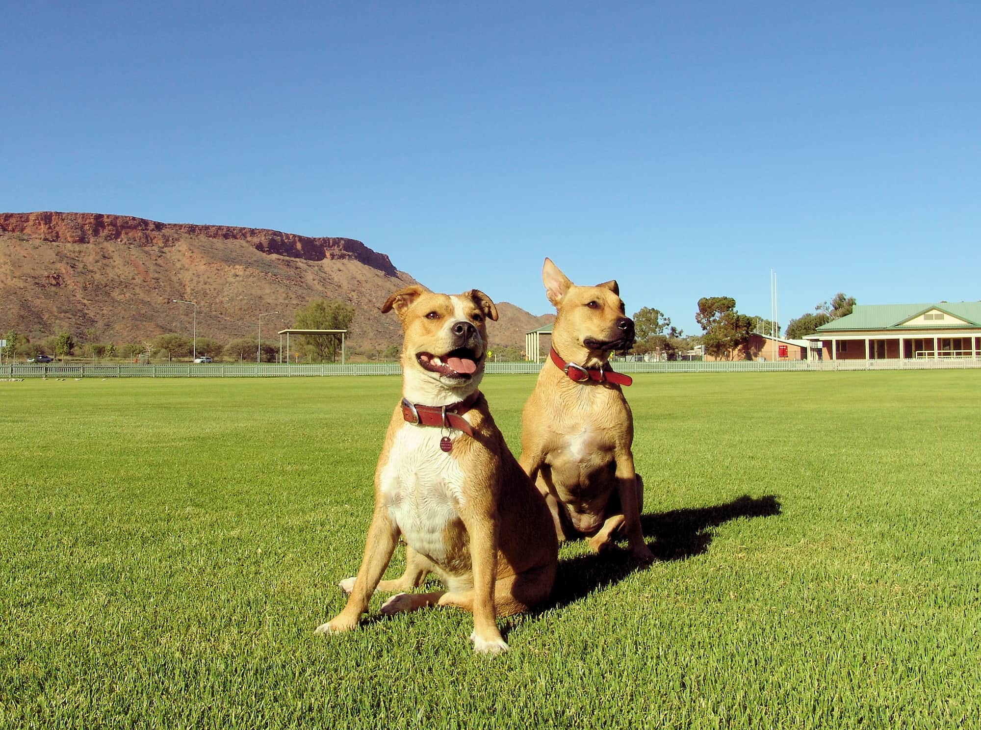 Dogs rule... Alice Springs
