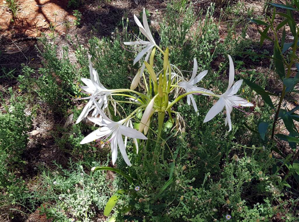 Field Lily (Crinum angustifolium)