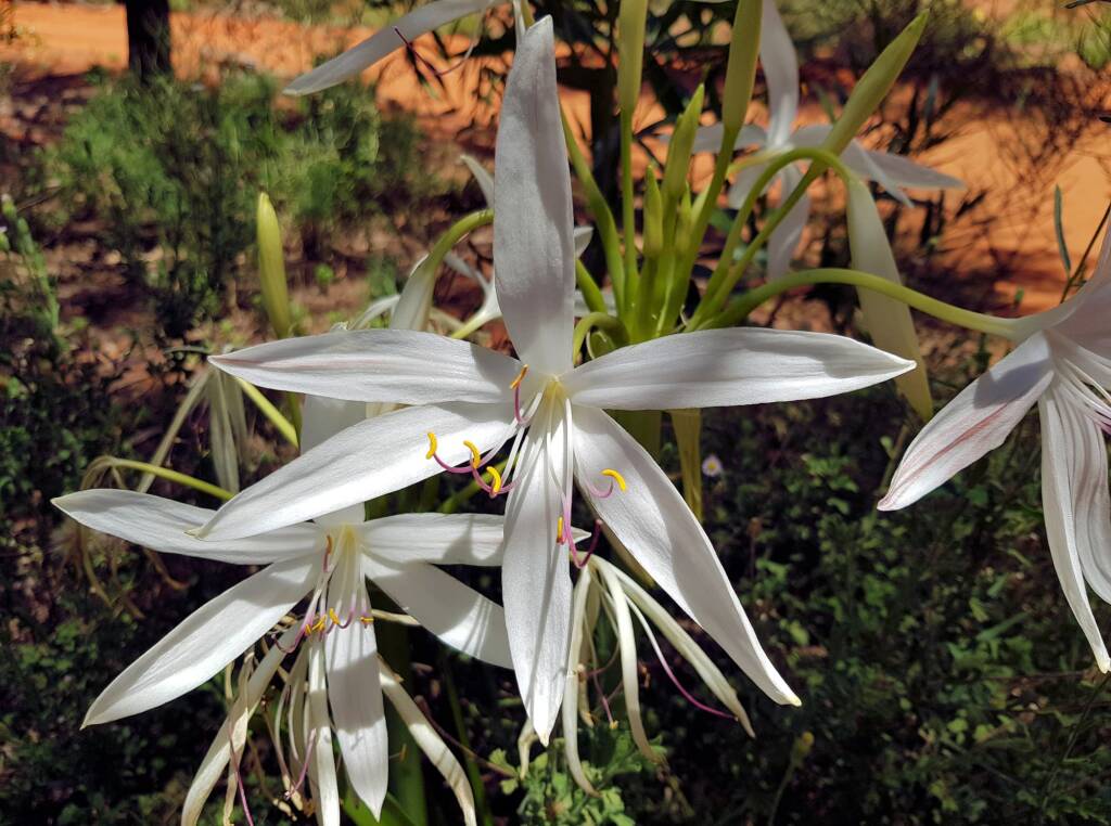 Field Lily (Crinum angustifolium)