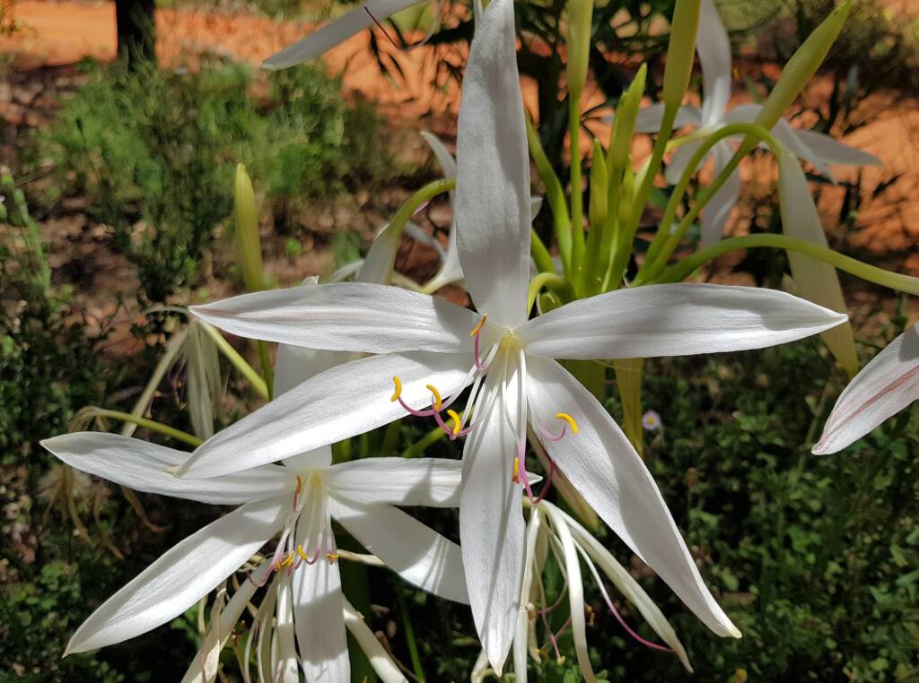 Field Lily (Crinum angustifolium)