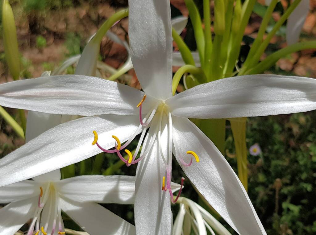 Field Lily (Crinum angustifolium)