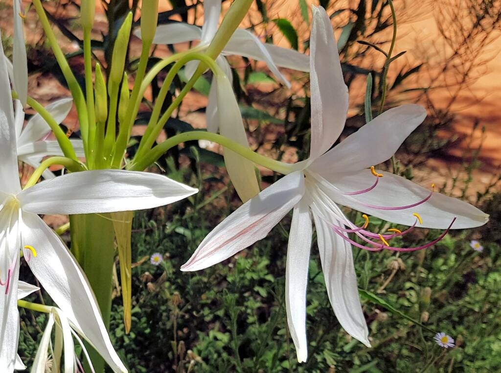 Field Lily (Crinum angustifolium)