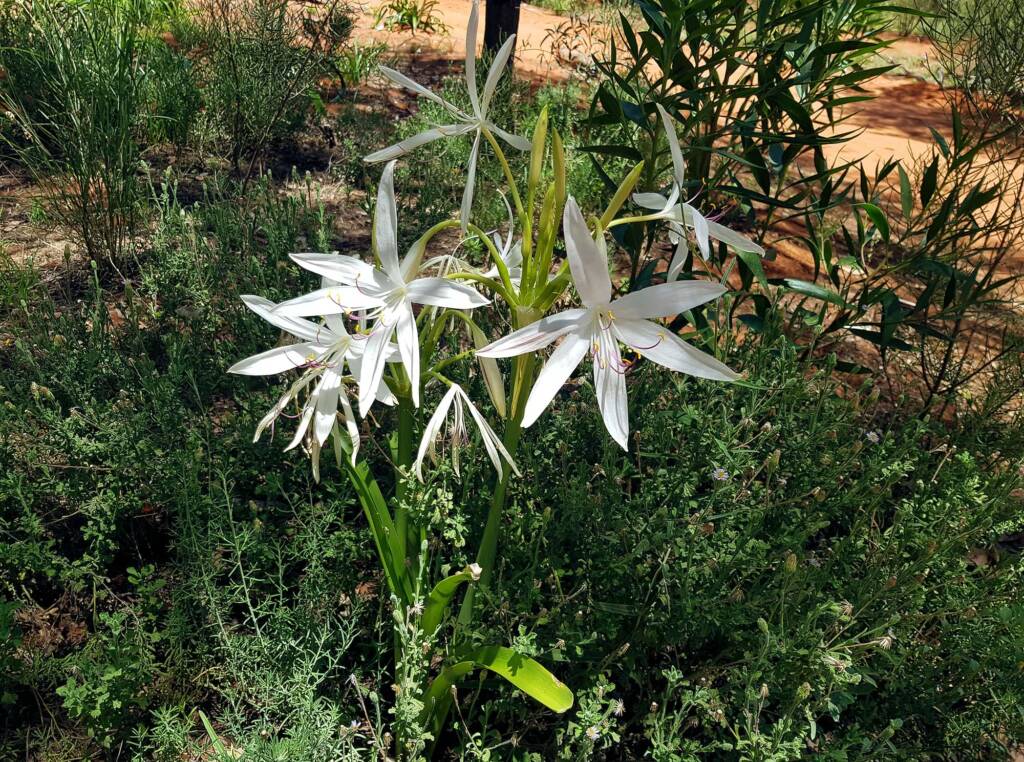 Field Lily (Crinum angustifolium)