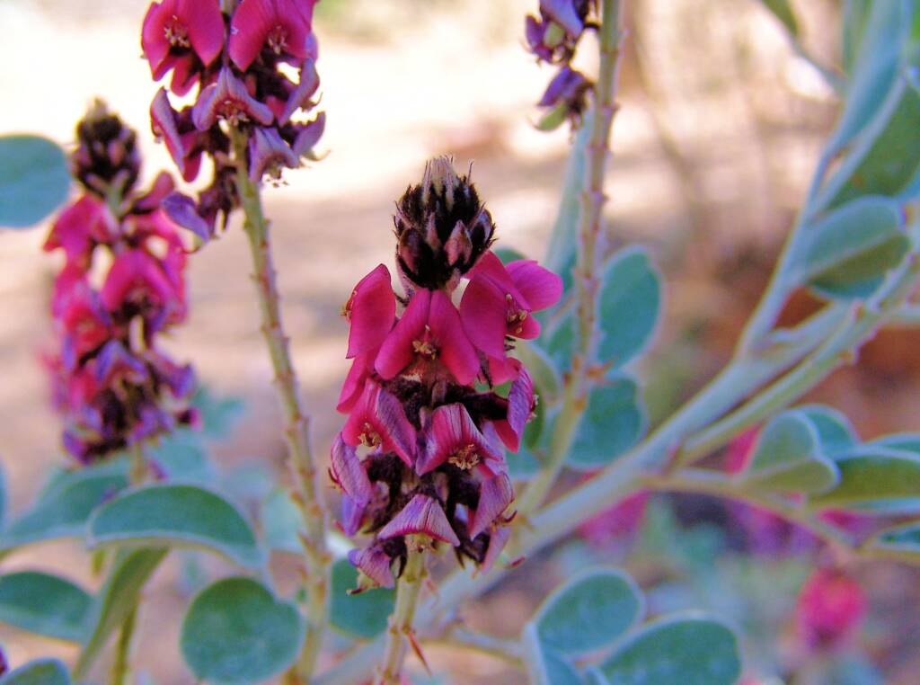 Georges Indigo (Indigofera georgei), Alice Springs Desert Park