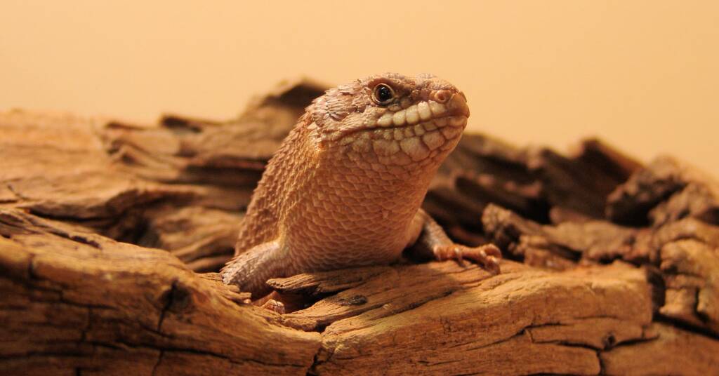 Gidgee Skink (Egernia stokesii)