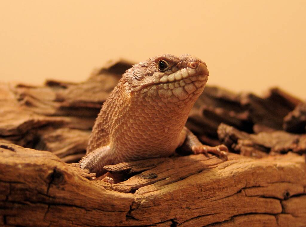 Gidgee Skink (Egernia stokesii)