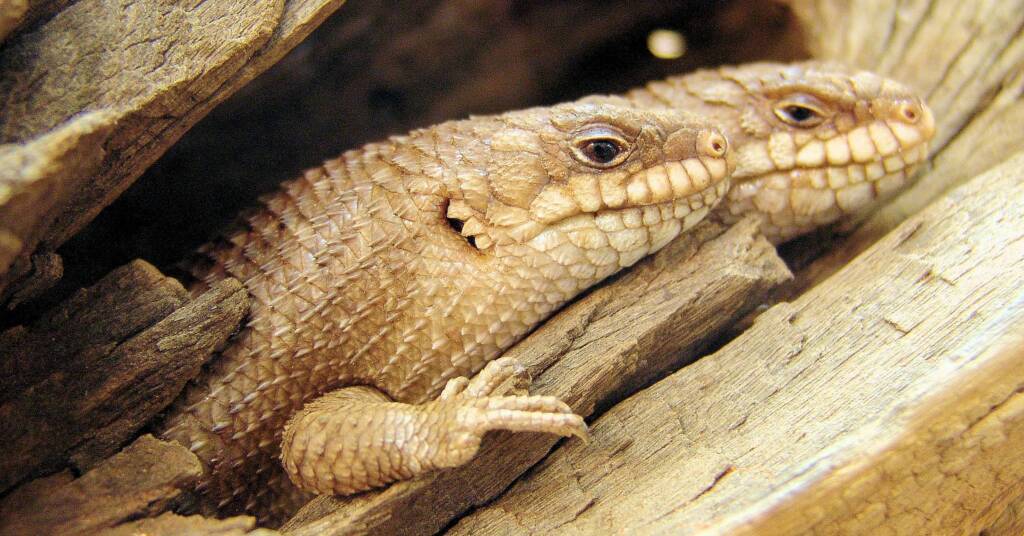 Gidgee Skink (Egernia stokesii)