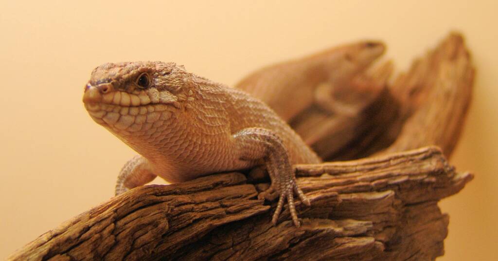 Gidgee Skink (Egernia stokesii)