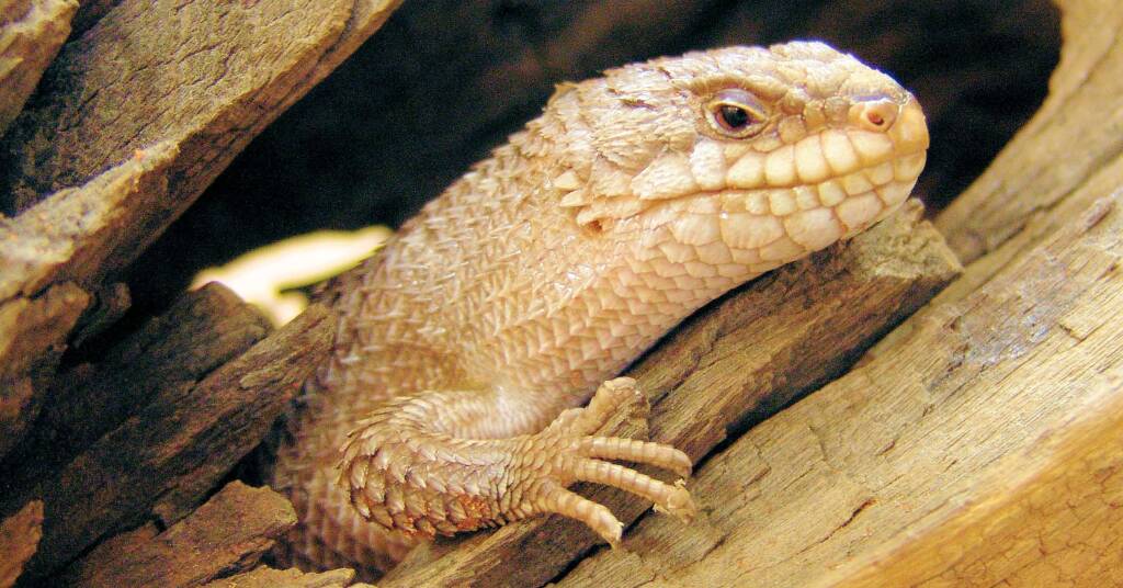 Gidgee Skink (Egernia stokesii)