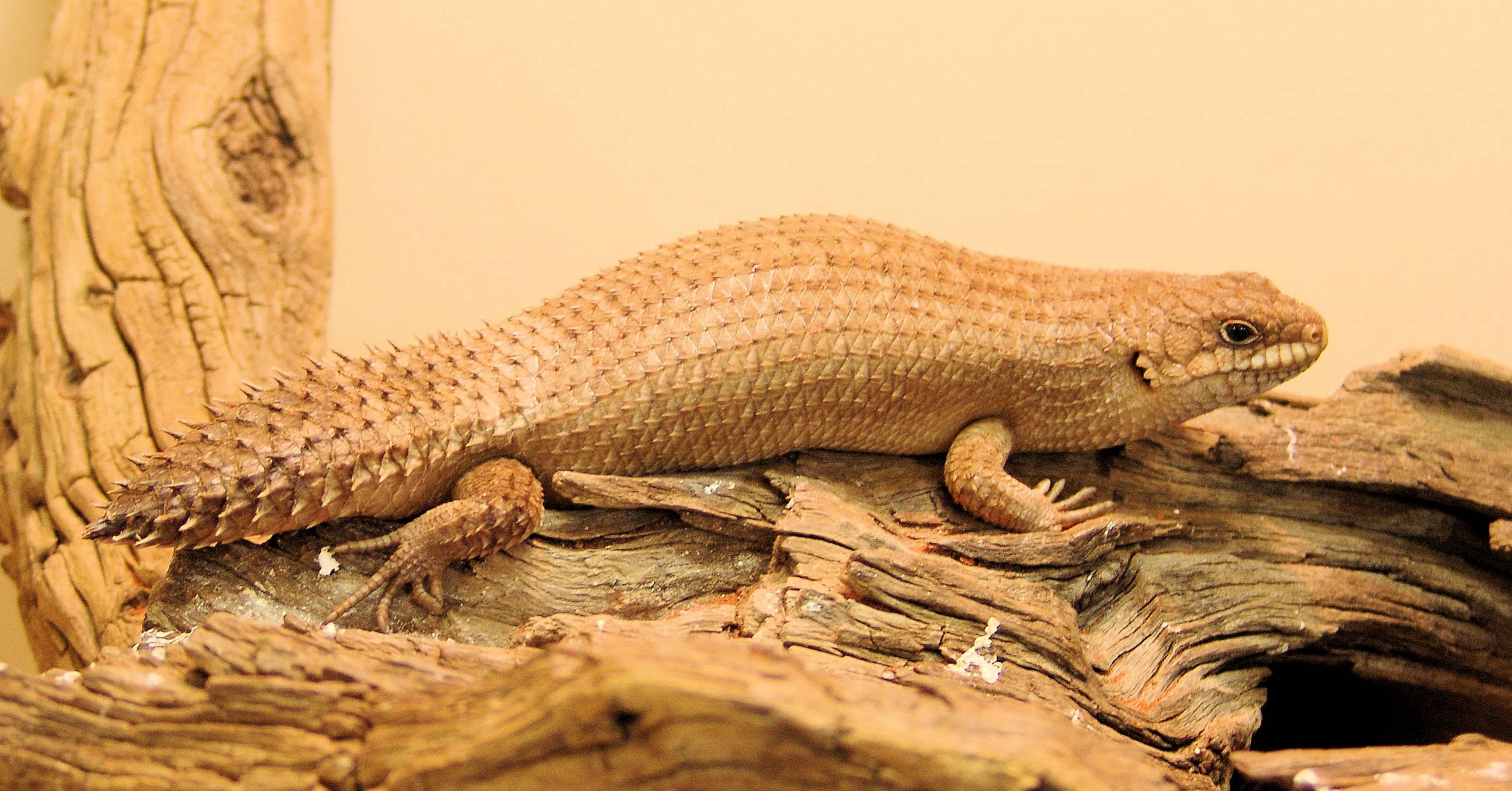 Gidgee Skink (Egernia stokesii)