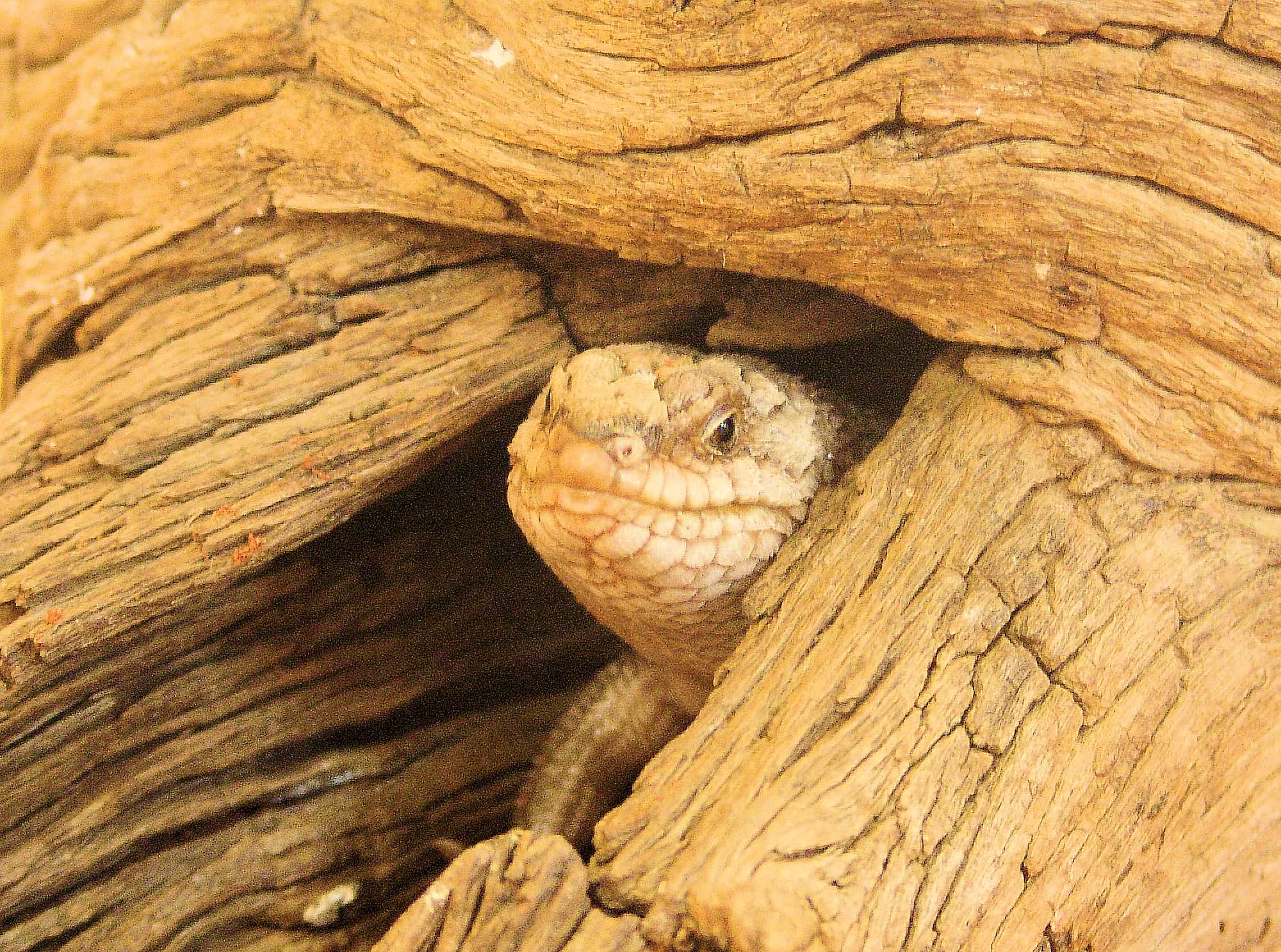Gidgee Skink (Egernia stokesii)