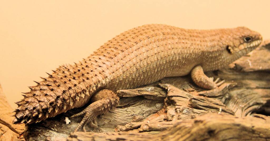 Gidgee Skink (Egernia stokesii)