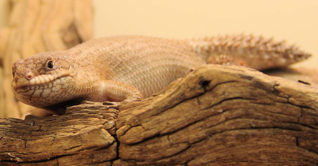 Gidgee Skink (Egernia stokesii)