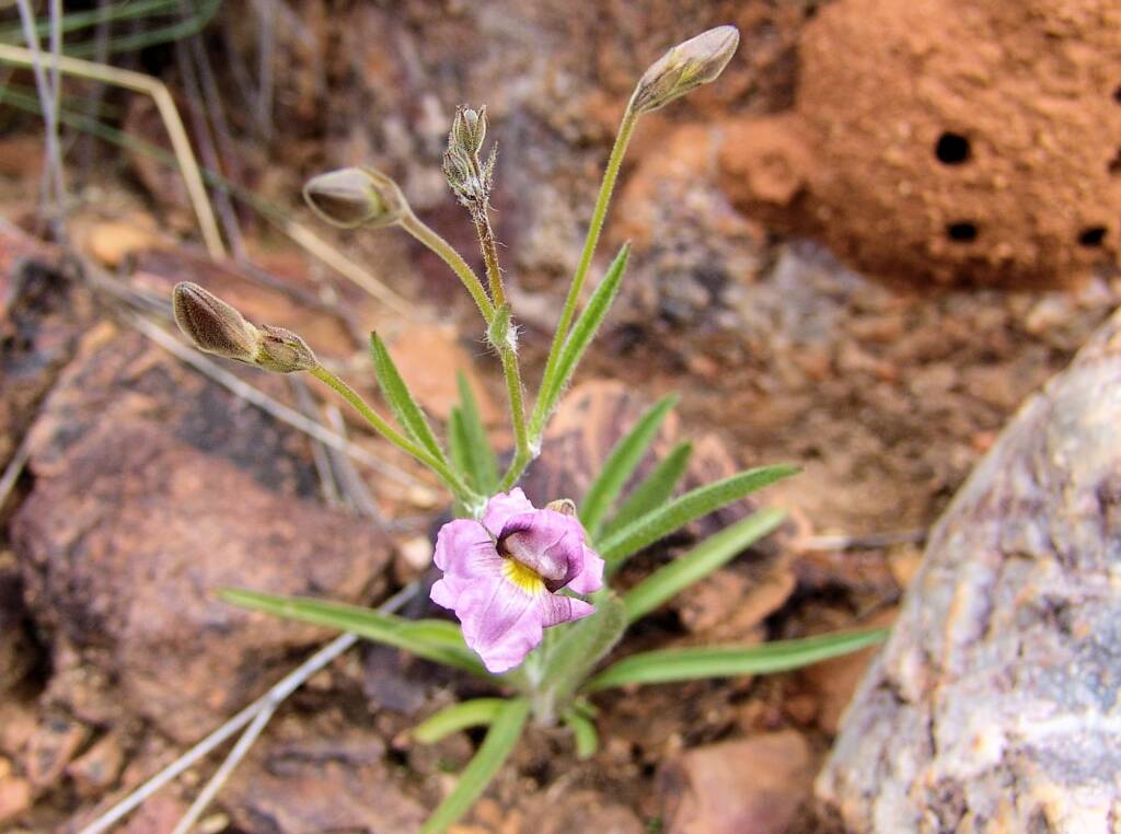 Goodenia vilmoriniae, Redbank Gorge, NT