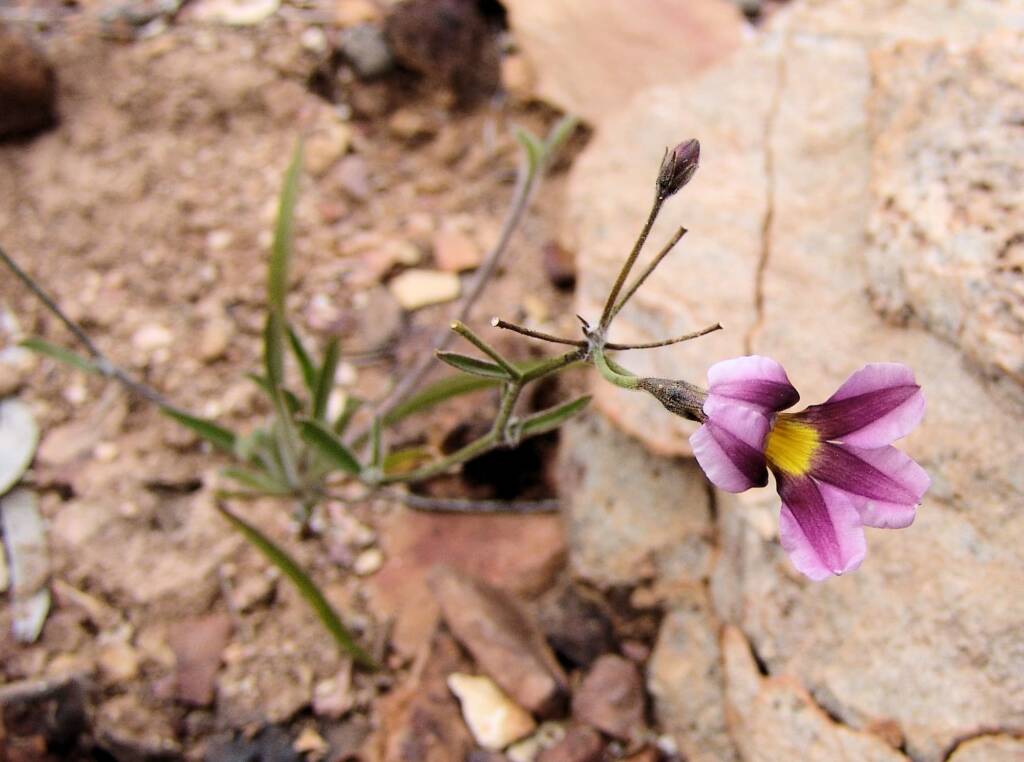 Goodenia vilmoriniae, Redbank Gorge, NT