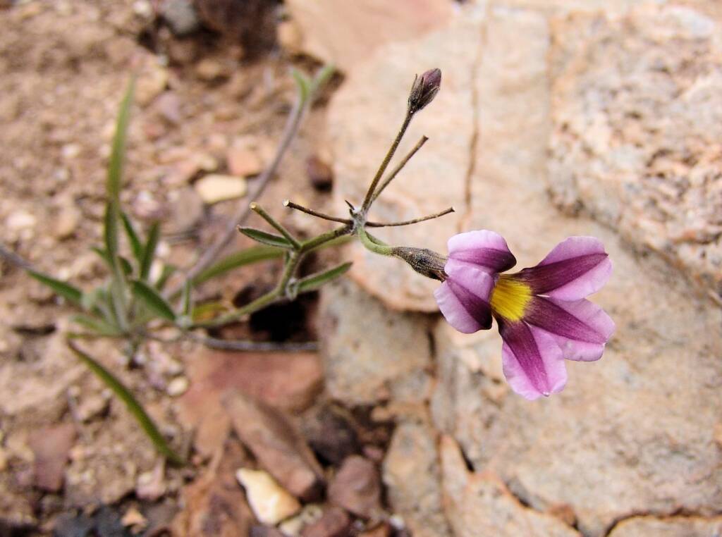 Goodenia vilmoriniae, Redbank Gorge, NT