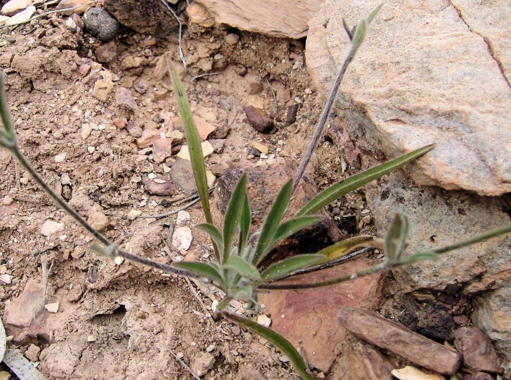 Goodenia vilmoriniae, Redbank Gorge, NT