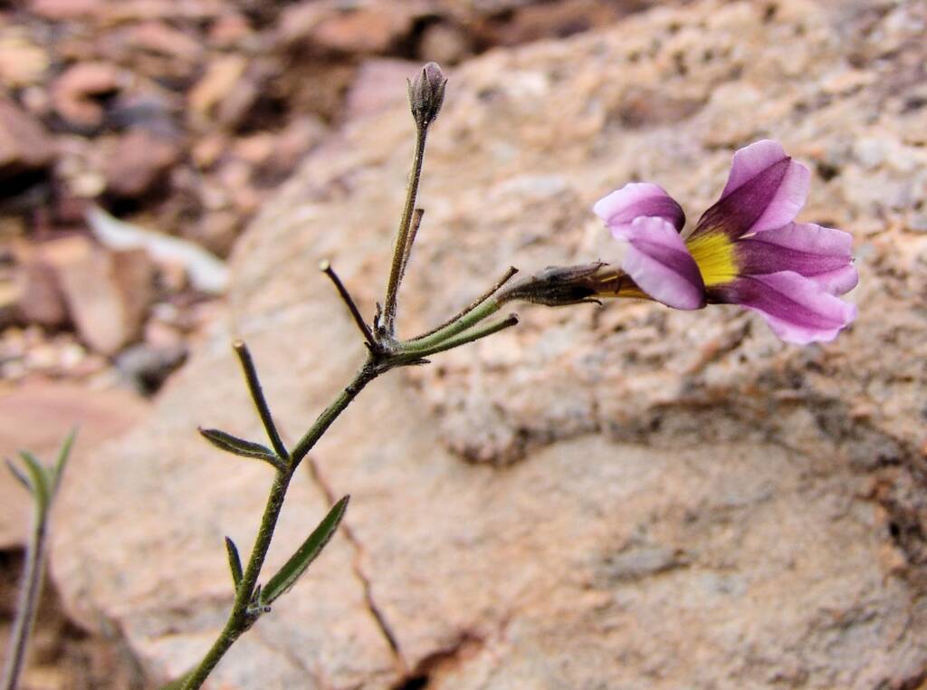Goodenia vilmoriniae, Redbank Gorge, NT