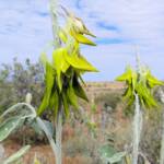 Green Bird Flower (Crotalaria cunninghamii), Binns Track
