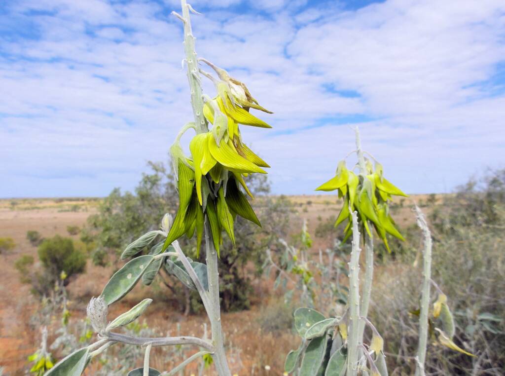 Green Bird Flower (Crotalaria cunninghamii), Binns Track