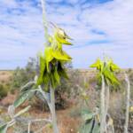 Green Bird Flower (Crotalaria cunninghamii), Binns Track