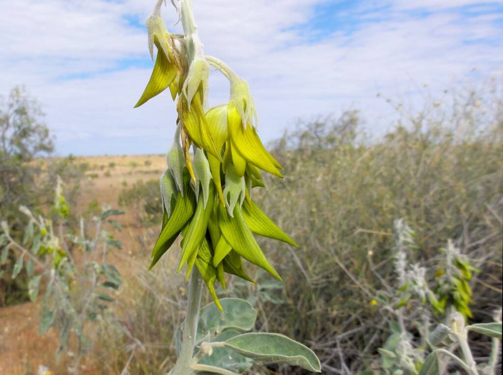 Green Bird Flower (Crotalaria cunninghamii), Binns Track