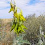 Green Bird Flower (Crotalaria cunninghamii), Binns Track