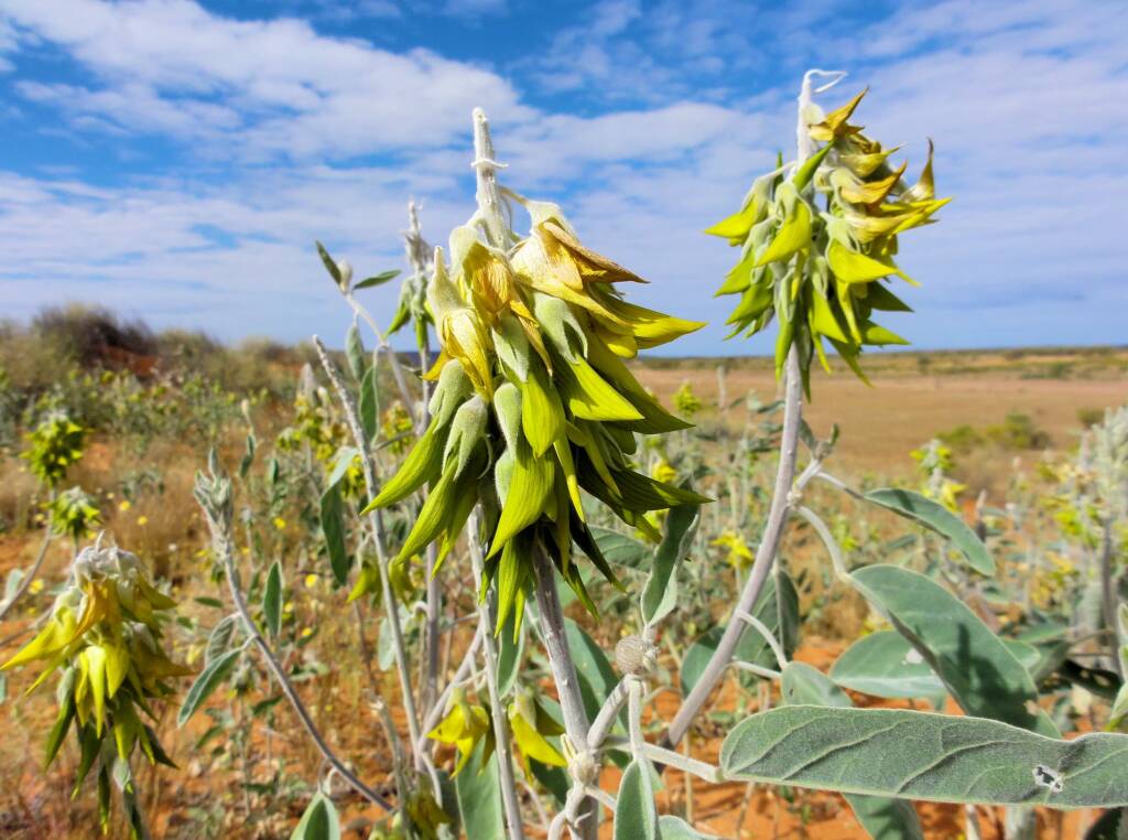 Green Bird Flower (Crotalaria cunninghamii), Binns Track