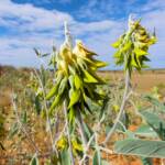 Green Bird Flower (Crotalaria cunninghamii), Binns Track