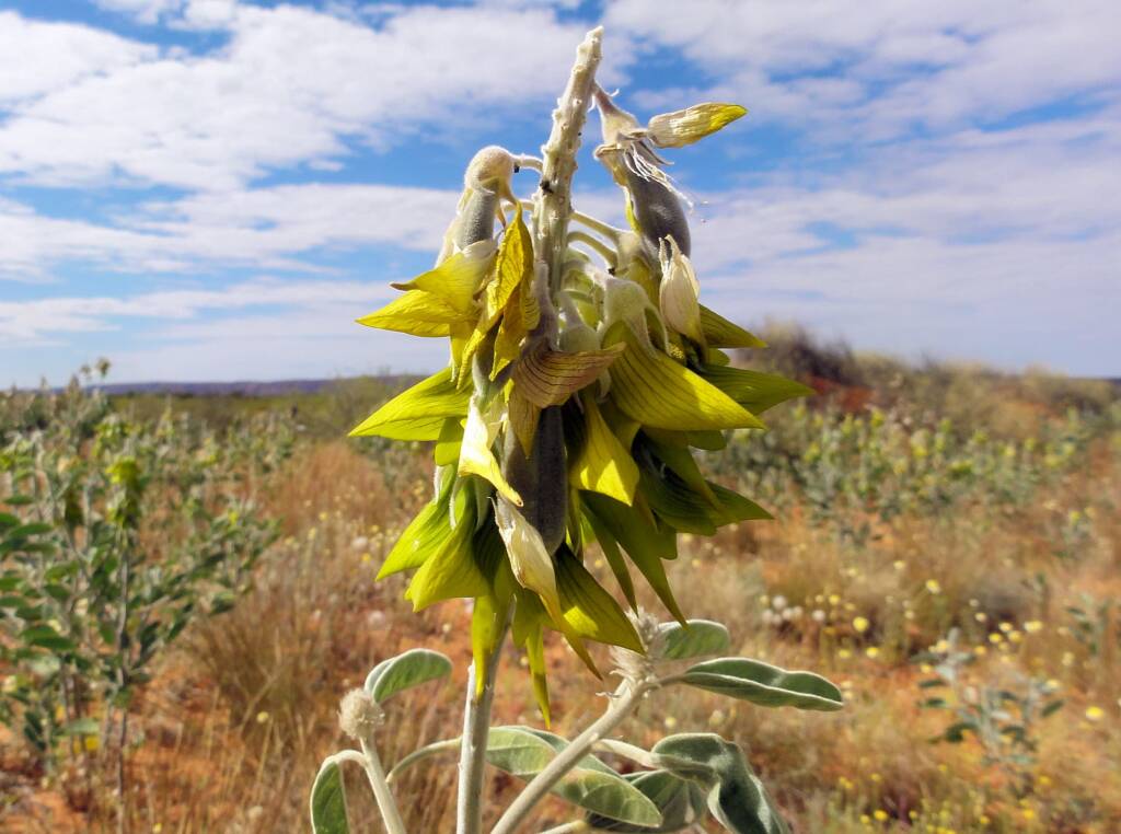 Green Bird Flower (Crotalaria cunninghamii), Binns Track